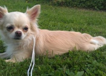 (VIDEO) Así quedó una chihuahua tras ingerir accidentalmente marihuana en EE.UU.