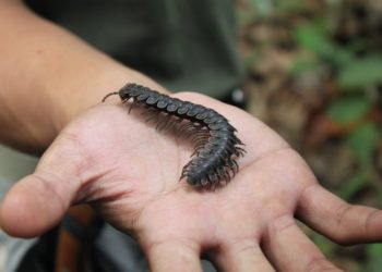 Una familia intenta curar una enfermedad comiendo ciempiés y contraen un parásito letal en China