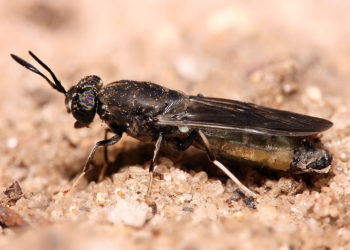 Un instituto israelí congela huevos de moscas para la alimentación del futuro