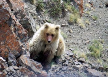 Una bestia que se creía extinta y mitológica fue vista nuevamente en Rusia
