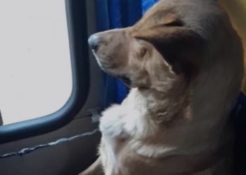 (Video) El gesto de un conductor hacia un perro callejero conmueve las redes