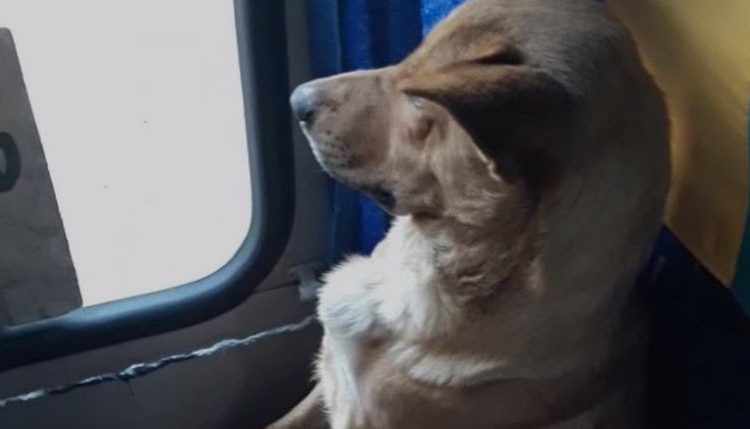 (Video) El gesto de un conductor hacia un perro callejero conmueve las redes