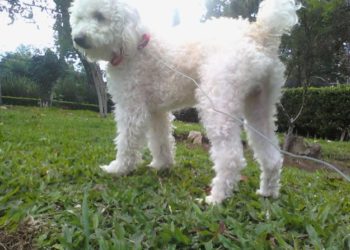 (VIDEO) Un perro pasó más de diez días en el lugar donde su ama murió