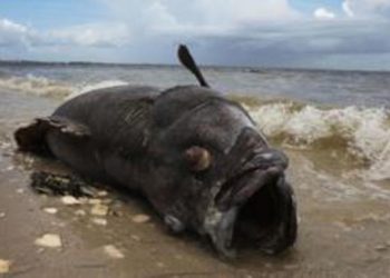 Emergencia en siete condados de Florida por histórica marea roja tóxica