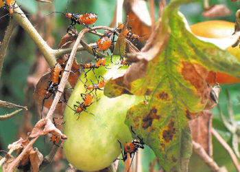 Advierten que el cambio climático podría aumentar la actividad de insectos