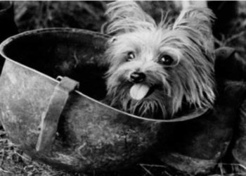 La diminuta perra que salvó a 250 militares y 40 aviones en la II Guerra Mundial