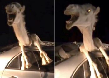 Conductor se estrella contra un camello y el animal termina dentro del vehículo