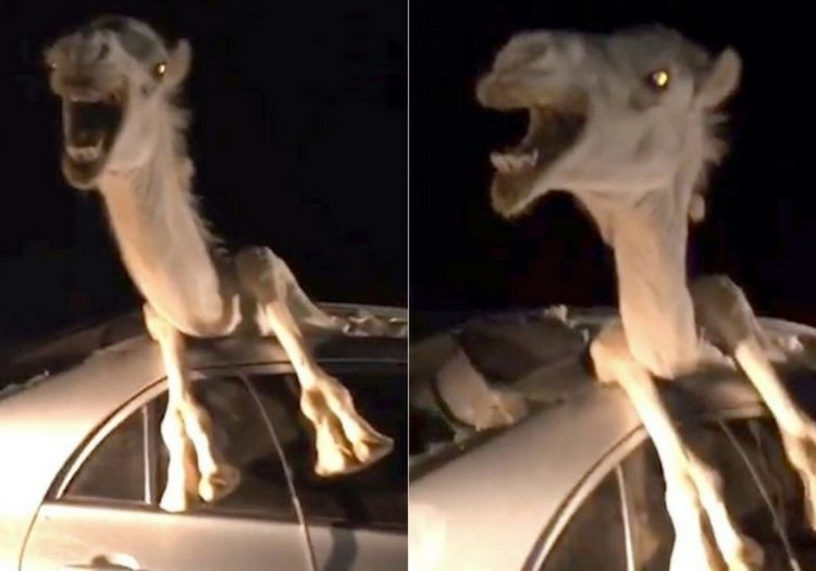 Conductor se estrella contra un camello y el animal termina dentro del vehículo