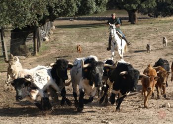 (VIDEO) Vacas ayudan a atrapar a una ladrona que huía de la Policía
