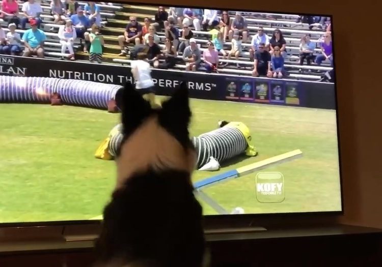 La tierna reacción de una perra que se ve a sí misma ganando un concurso