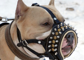 Un perro salva a una niña de ser violada tras liberarse de su bozal