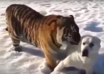 Un tigre se abalanza hacia un perro y al final sorprende a todos