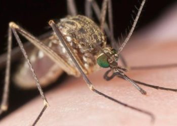 Extraña enfermedad que podría llevar a la muerte ataca a habitantes de La Unión