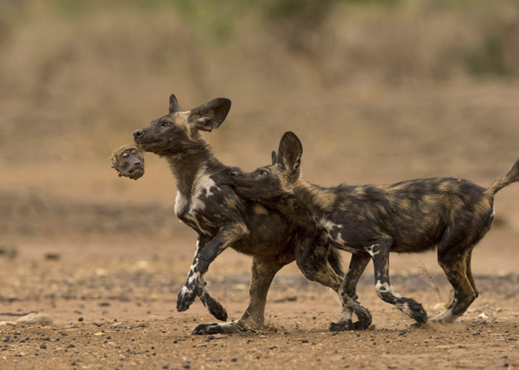 La vida silvestre en todo su esplendor: Los finalistas de Wildlife Photographer of the Year 2018