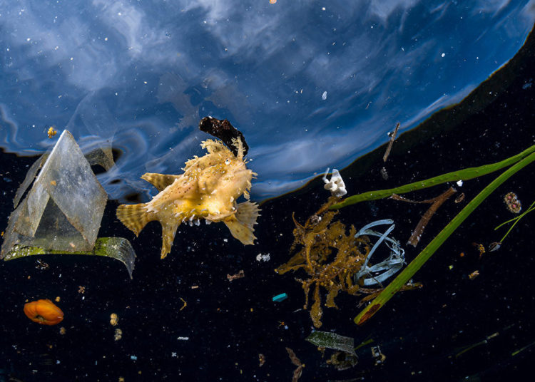 La vida silvestre en todo su esplendor: Los finalistas de Wildlife Photographer of the Year 2018