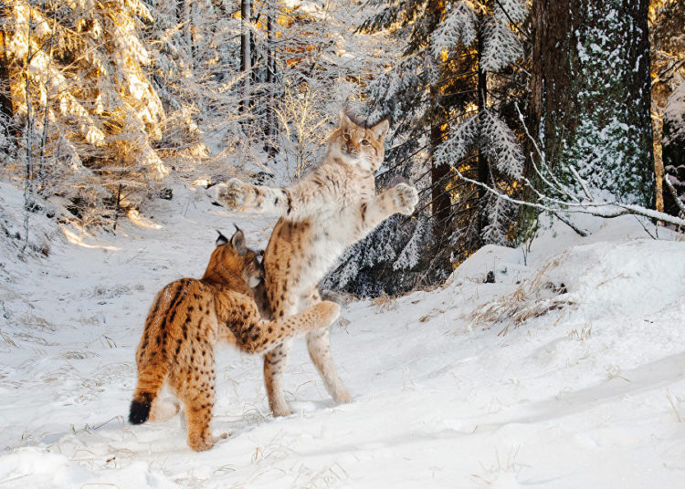 La vida silvestre en todo su esplendor: Los finalistas de Wildlife Photographer of the Year 2018