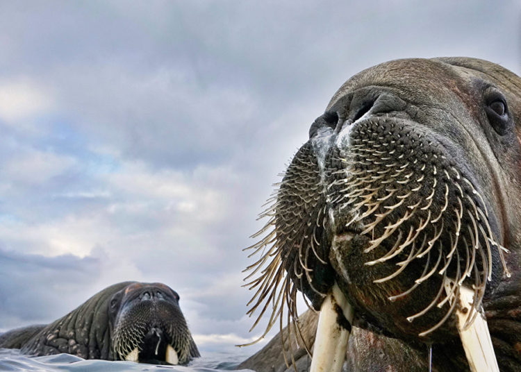 La vida silvestre en todo su esplendor: Los finalistas de Wildlife Photographer of the Year 2018