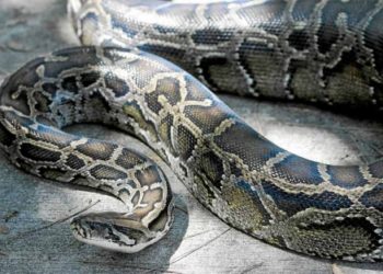 (VIDEO) Captan a dos enormes serpientes peleando en una vivienda