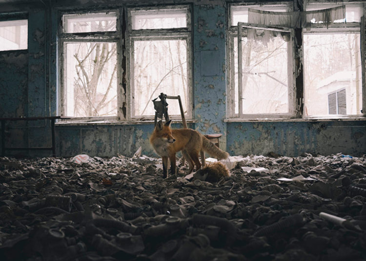 La vida silvestre en todo su esplendor: Los finalistas de Wildlife Photographer of the Year 2018