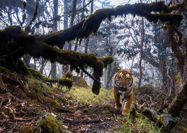 La vida silvestre en todo su esplendor: Los finalistas de Wildlife Photographer of the Year 2018