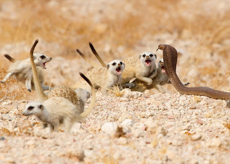 La vida silvestre en todo su esplendor: Los finalistas de Wildlife Photographer of the Year 2018