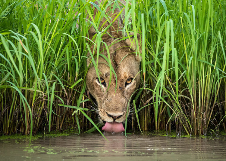 La vida silvestre en todo su esplendor: Los finalistas de Wildlife Photographer of the Year 2018