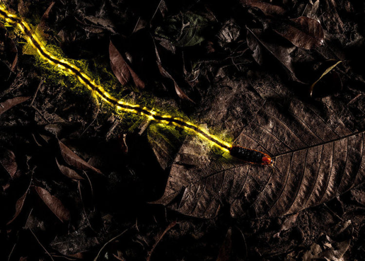 La vida silvestre en todo su esplendor: Los finalistas de Wildlife Photographer of the Year 2018