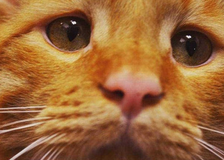 Un pueblo de Nueva Zelanda quiere prohibir los gatos