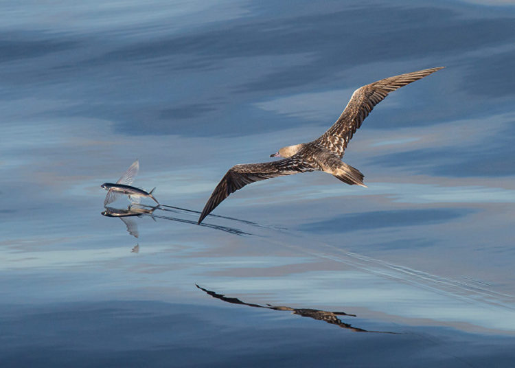 La vida silvestre en todo su esplendor: Los finalistas de Wildlife Photographer of the Year 2018