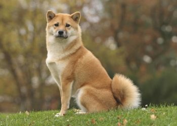 Se viraliza un video en el que un perro dice «hamburguesa» y «comer» en japonés