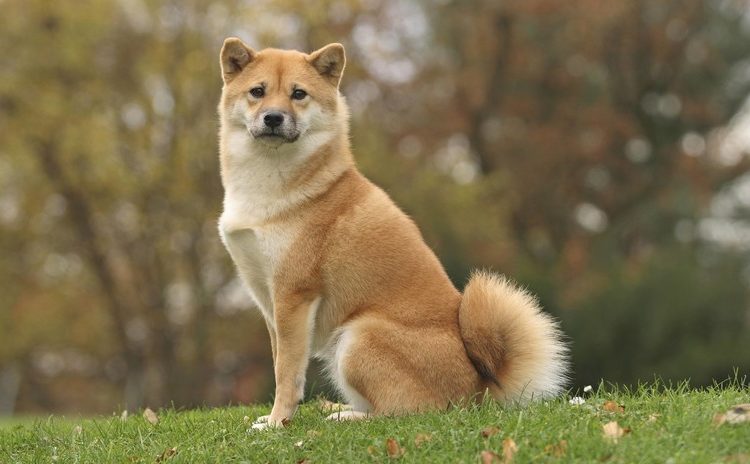 Se viraliza un video en el que un perro dice «hamburguesa» y «comer» en japonés