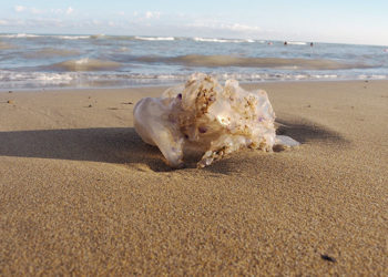 ¿Salieron del Triángulo de Bermudas? Así se explican algunos ‘monstruos marinos’ pescados en la Red