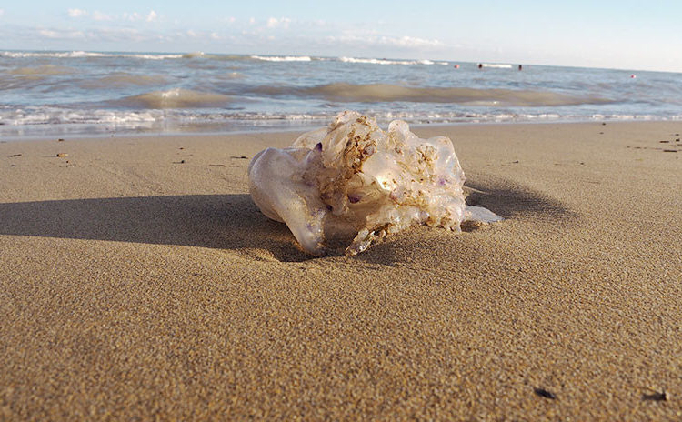¿Salieron del Triángulo de Bermudas? Así se explican algunos ‘monstruos marinos’ pescados en la Red