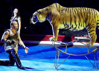 (VIDEO) ¡Indignante! Una tigresa convulsiona en pleno espectáculo de circo