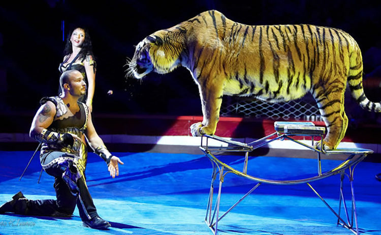 (VIDEO) ¡Indignante! Una tigresa convulsiona en pleno espectáculo de circo