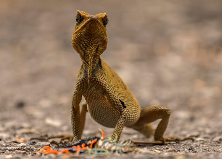 La vida silvestre en todo su esplendor: Los finalistas de Wildlife Photographer of the Year 2018