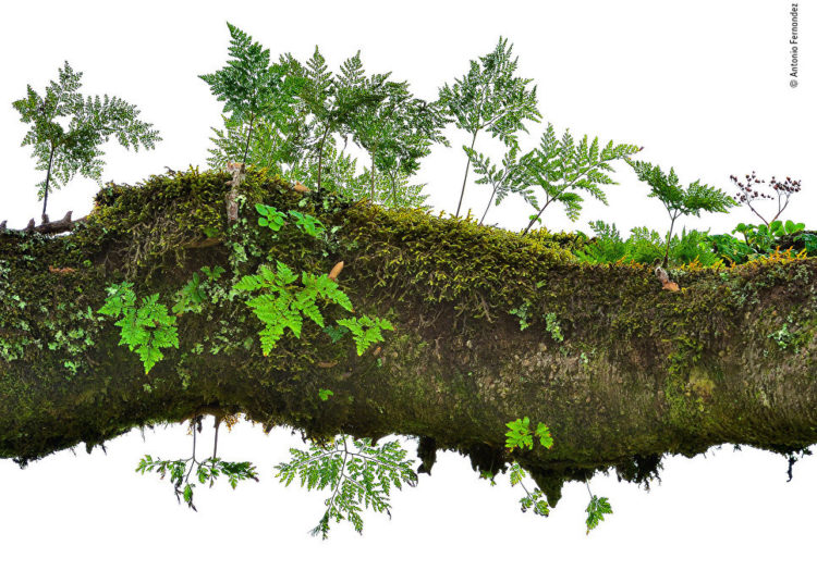 La vida silvestre en todo su esplendor: Los finalistas de Wildlife Photographer of the Year 2018