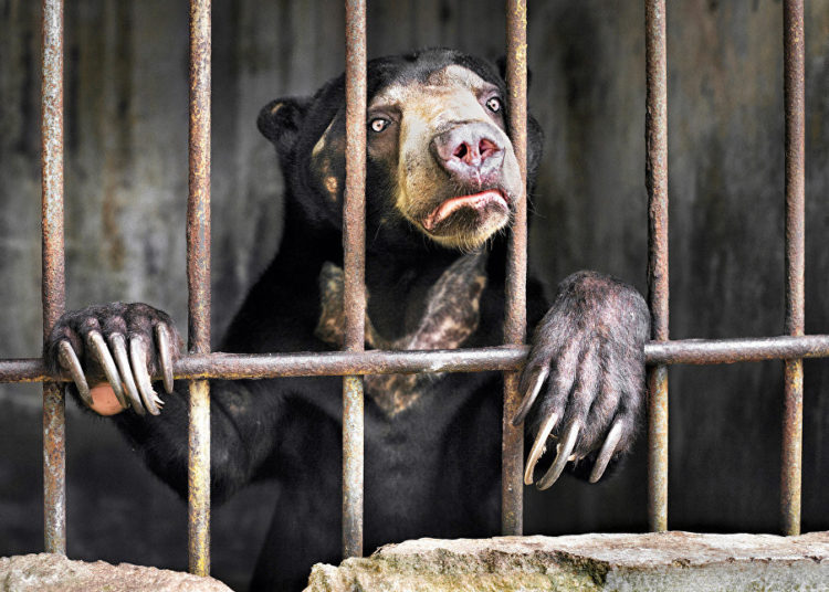 La vida silvestre en todo su esplendor: Los finalistas de Wildlife Photographer of the Year 2018