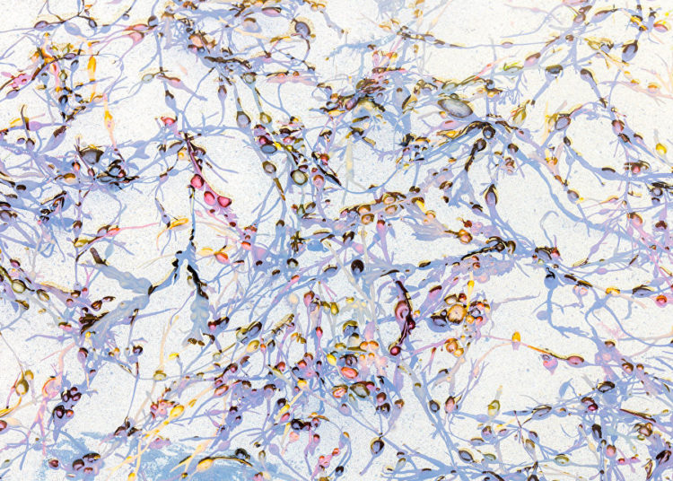 La vida silvestre en todo su esplendor: Los finalistas de Wildlife Photographer of the Year 2018