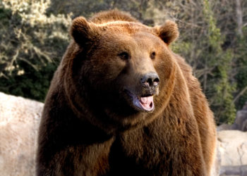 Descubren un químico en la saliva de oso capaz de matar a las bacterias más resistentes a los fármacos