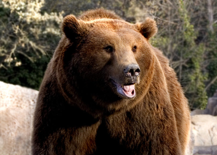 Descubren un químico en la saliva de oso capaz de matar a las bacterias más resistentes a los fármacos