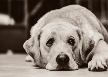 ¡Triste! Revelan qué es lo que sienten los perros antes de morir