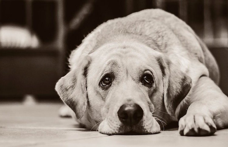 ¡Triste! Revelan qué es lo que sienten los perros antes de morir