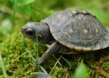 Acude con fuertes dolores a urgencias y le hallan una tortuga muerta en la vagina