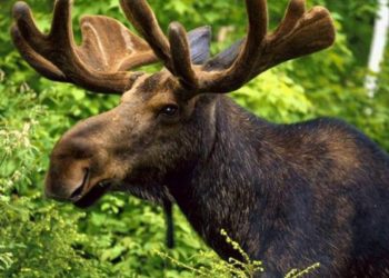 Un alce se ahoga por huir de las personas que lo perseguían para fotografiarlo