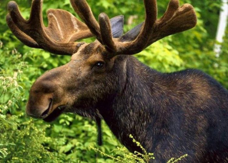 Un alce se ahoga por huir de las personas que lo perseguían para fotografiarlo