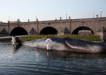 «Una ballena en Madrid»: la noticia que dejó atónitos a los españoles