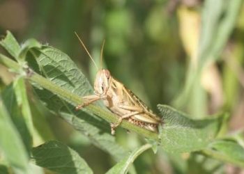 Plaga de chapulines amenaza expandirse desde San Vicente hacia los cultivos de todo el país