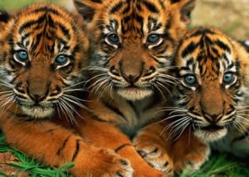 Uno de los animales más raros del planeta muere de una manera brutal y absurda