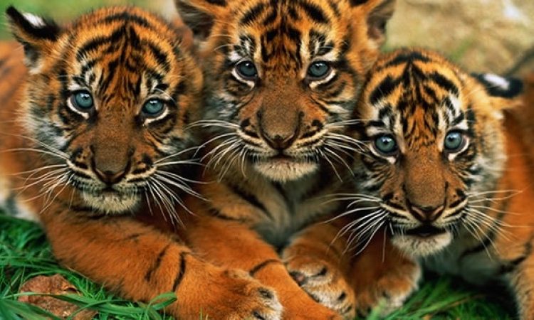 Uno de los animales más raros del planeta muere de una manera brutal y absurda